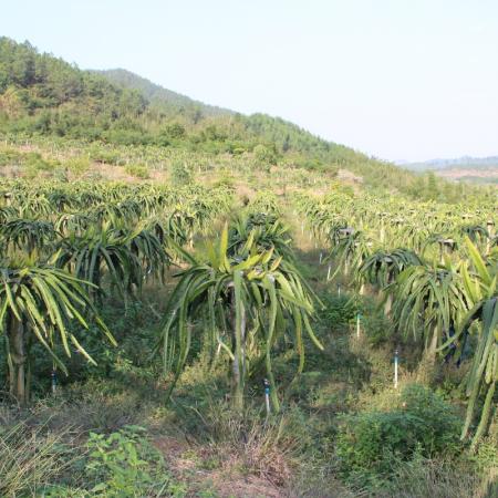 檢示大圖